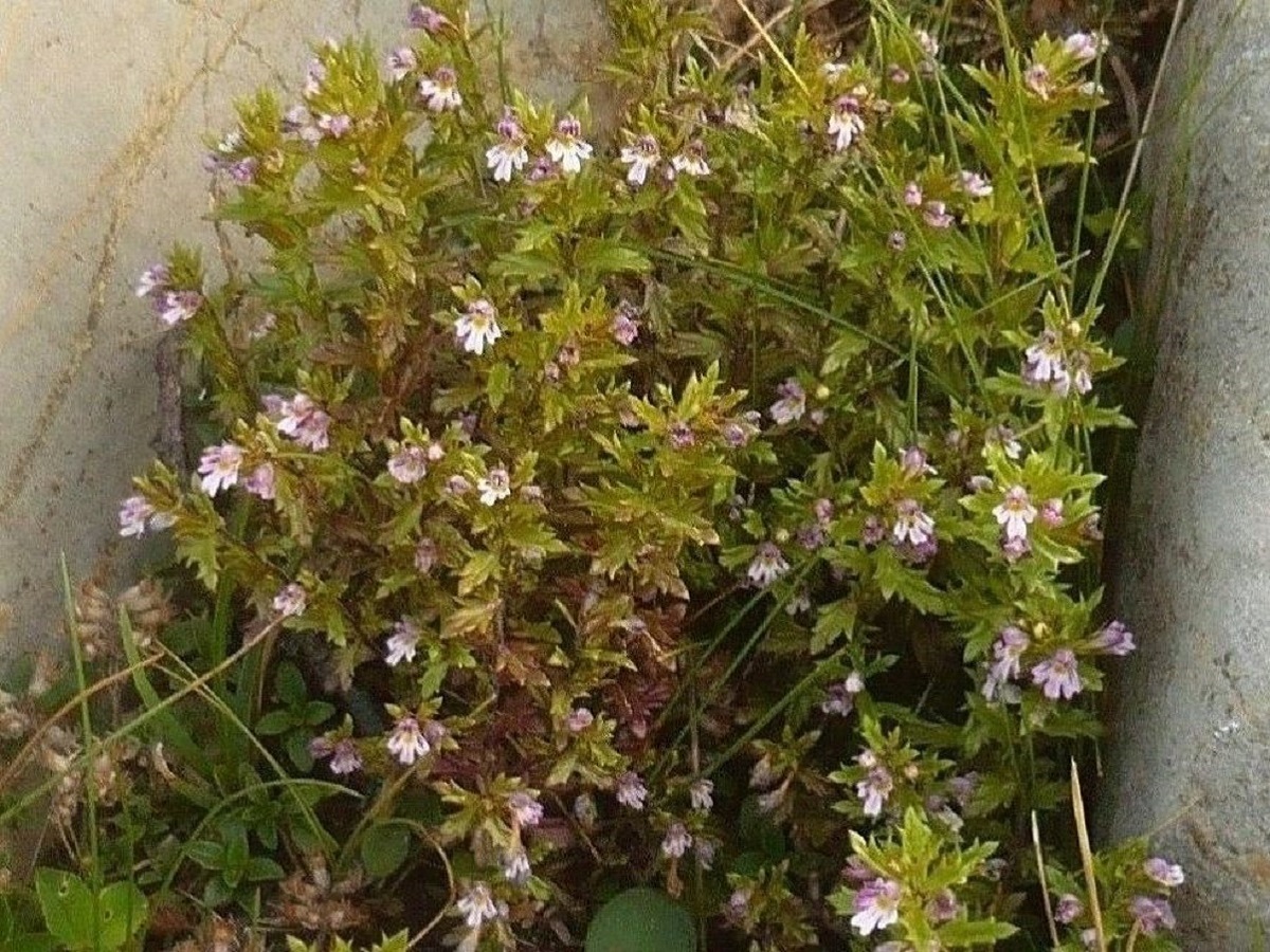 Euphrasia salisburgensis (Orobanchaceae)